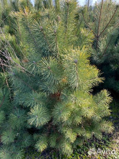 Сосна черная (Кимры)