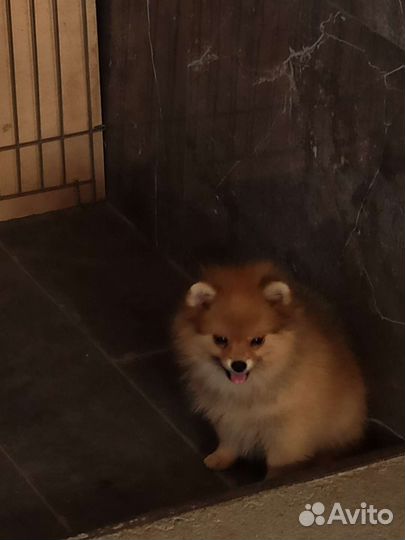 Померанский шпиц