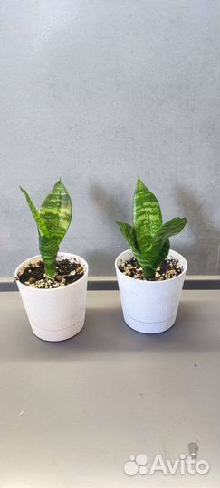 Сансевиерия Ханни