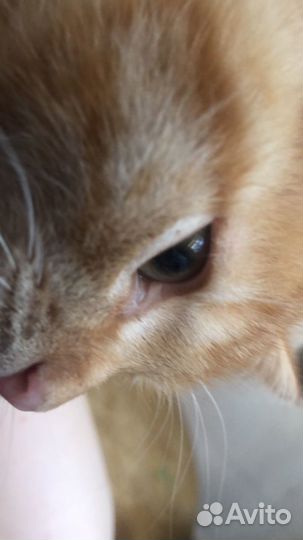 Кошка в дар