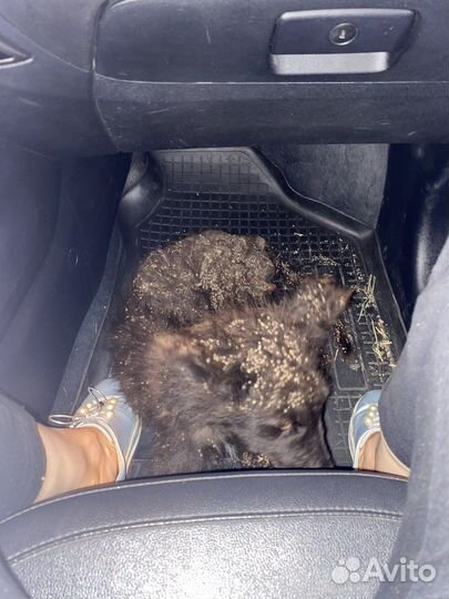 Красачик ищет дом