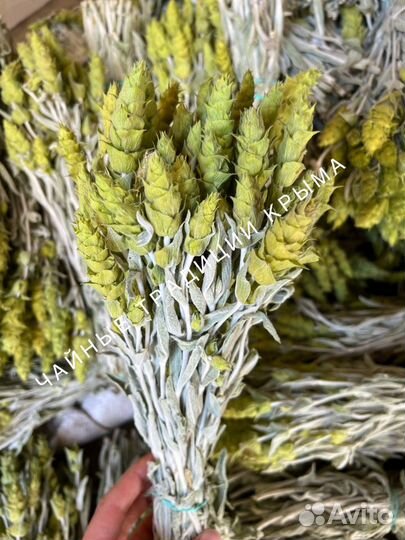 Лимонник Крымский (татар чай, чабан чай,железница)