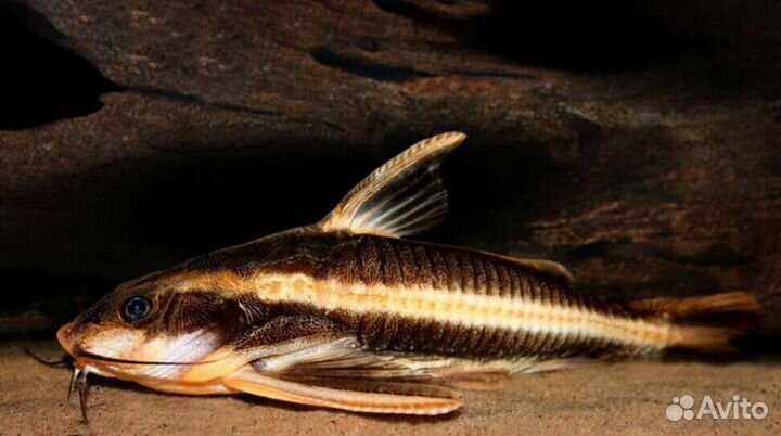 Аквариумные рыбки сомики
