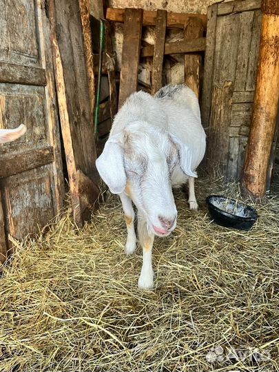 Козы дойные,козочки молодые и козел