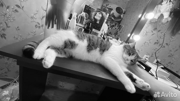 Кот в добрые руки