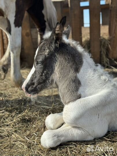 Лошадь кобыла