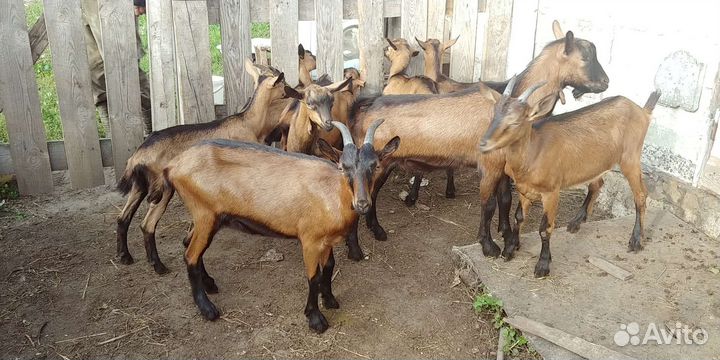 Козы чешские, молодняк