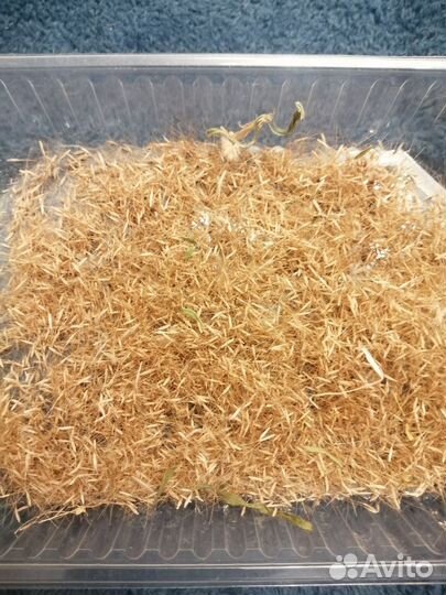 Семена лагуруса