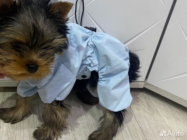 Комбинезон для щенка