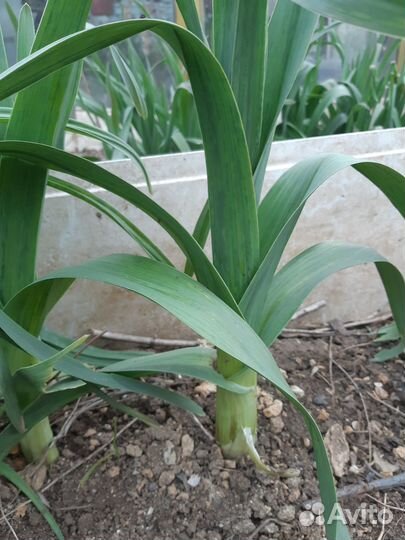 Рассада луко чеснок Рокамболь