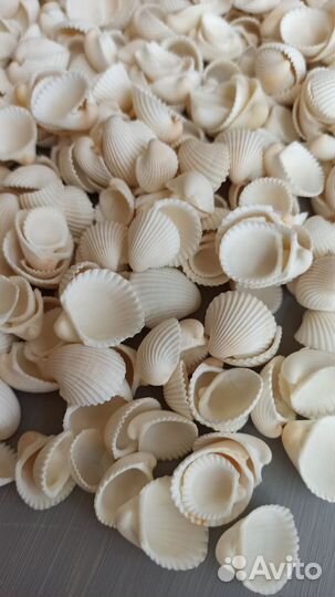 Ракушки клам роза