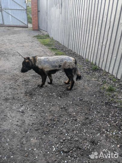 Собака
