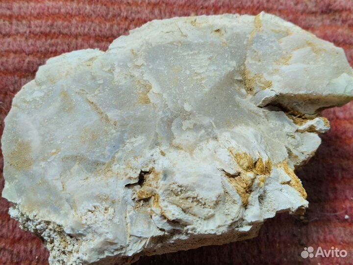 Минерал Халцедон, Аммониты