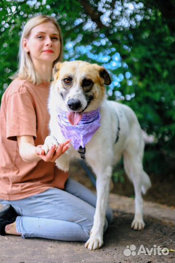 Собака из приюта ищет дом