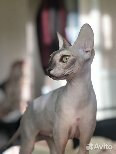 Донской сфинкс девочка вязка