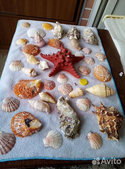 Ракушки для аквариума