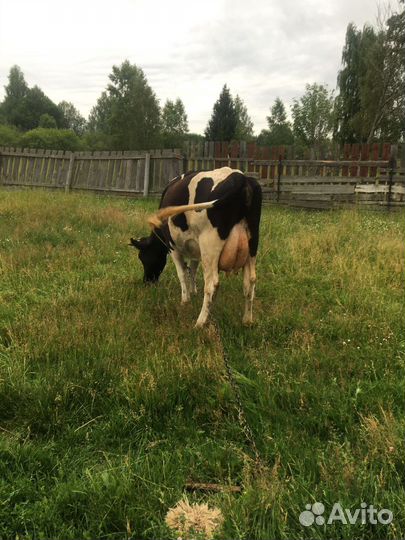 Корова дойная