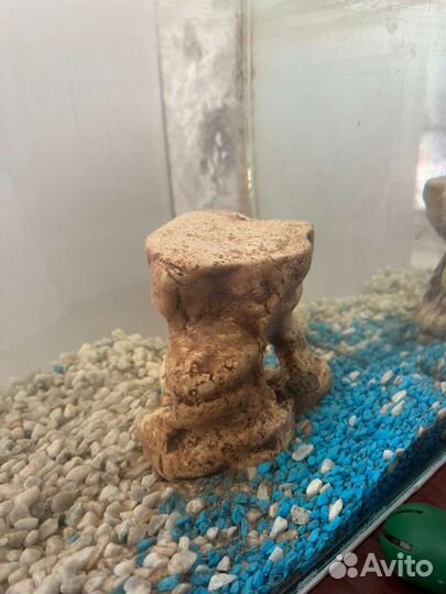 Аквариум с двумя рыбками (сомики)