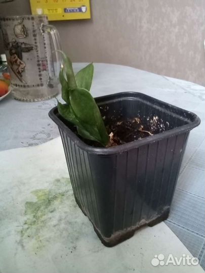 Сансевиерия хана