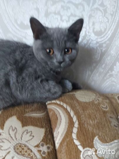 Британская