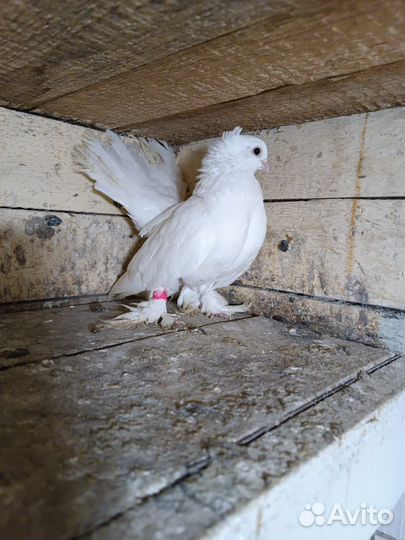 Сибирские голуби