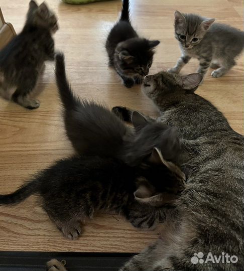 Котята в добрые руки