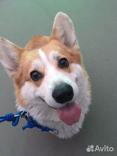 Догситтер и котораб