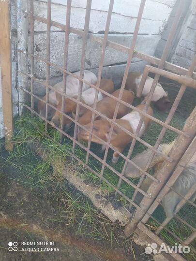 Поросята ландрас дюрок