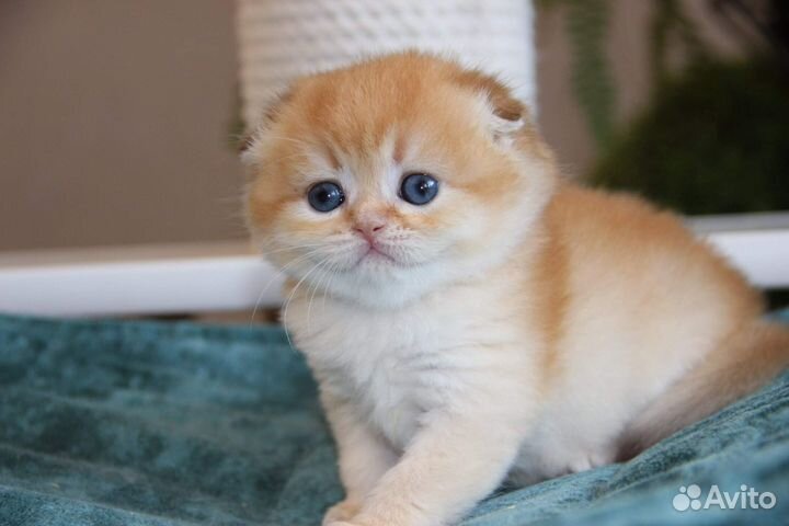 Шотландская шоколадная золотая шиншилла, девочка