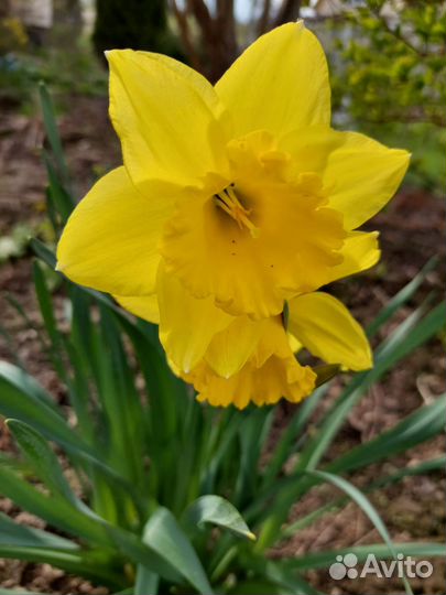 Луковицы нарциссов