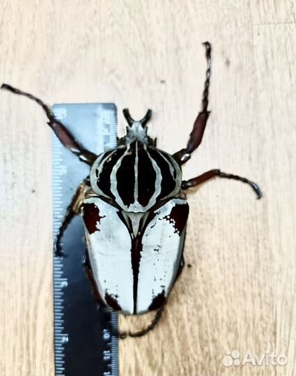 Экзотические жуки и их личинки, кузнечки