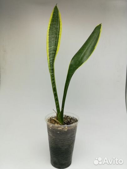 Сансевиерия Уитни, бонселенсис, Лауренти, старроуз