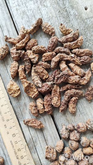 Сортовая чуфа