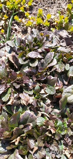 Почвопокровные растения, красота без проблем