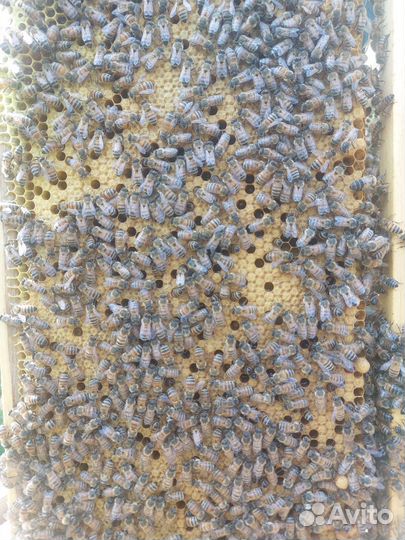 Пчелы,пчелосемьи,пчелопакеты