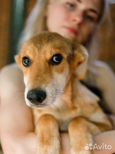 Рыжий щенок из приюта ищет дом и семью