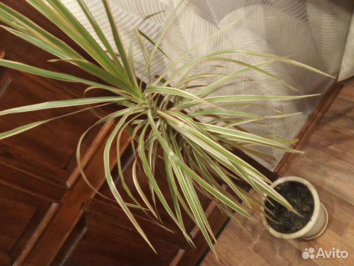 Драцена Триколор