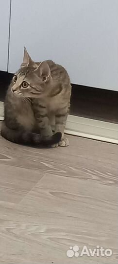Кошка 3 месяца