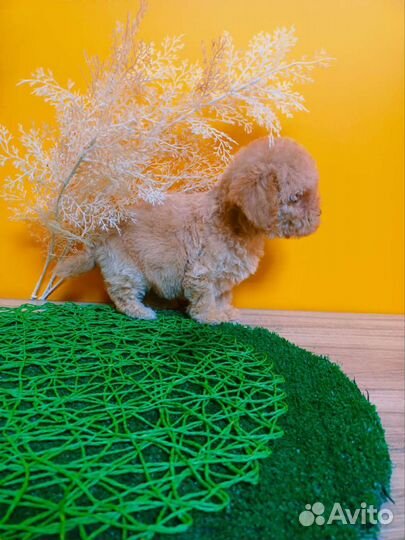 Мальтезе mini мальчики