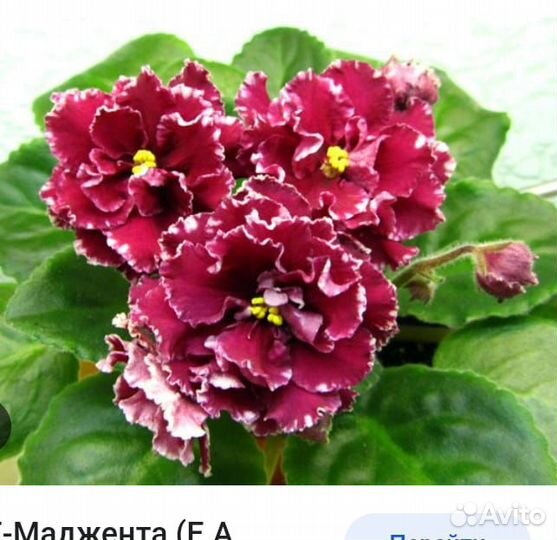 Сортовые фиалки.Комнатные цветы