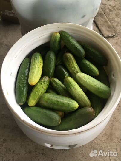 Огурцы свежие домашние