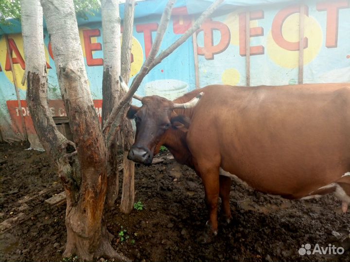 Корова дойная с телятами