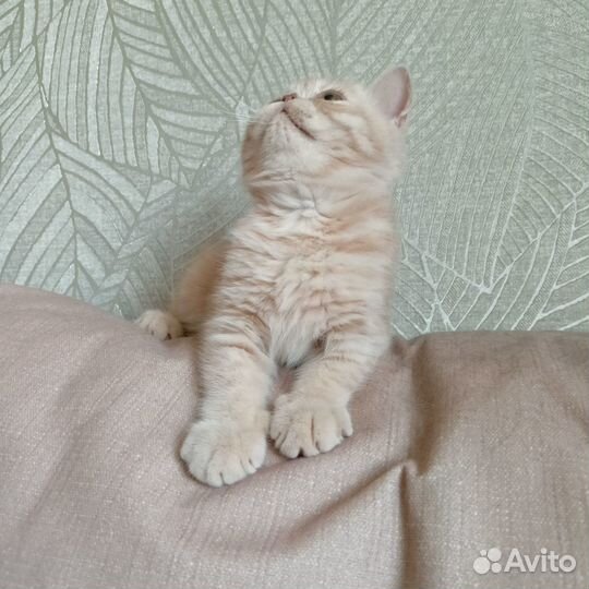 Котёнок породы Экзот