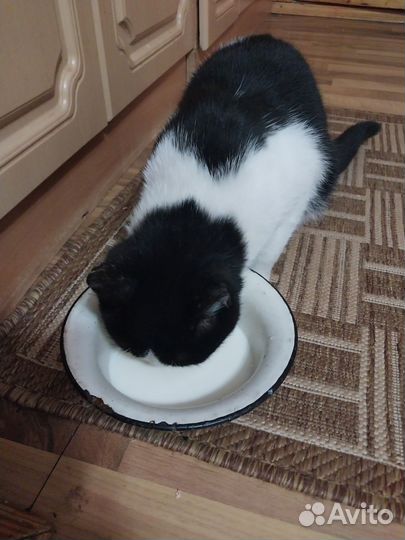 Котик в дар