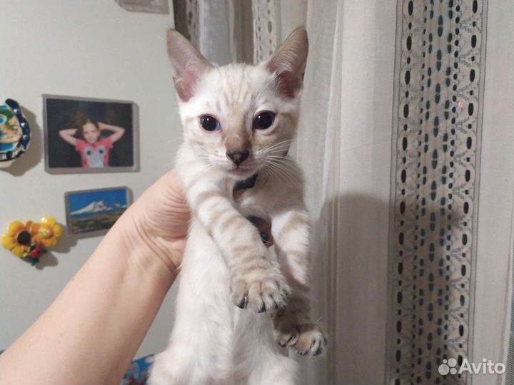 Бенгальский котенок