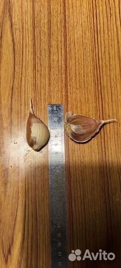 Чеснок озимый