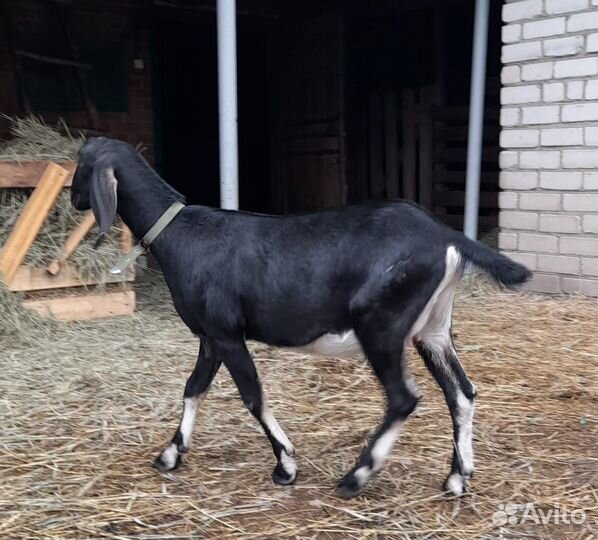 Козочка англо-нубийская