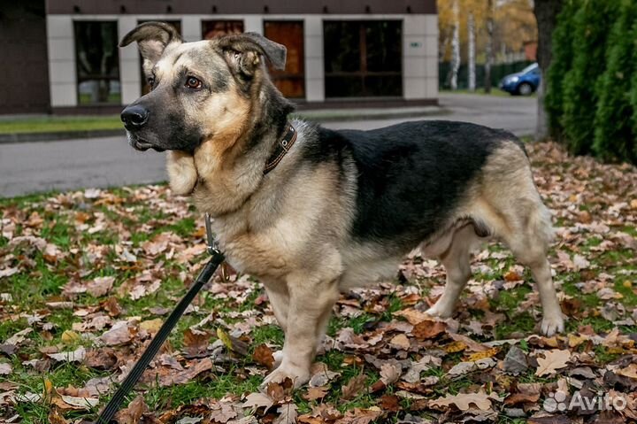 Маленькая.собака в дар в добрые руки