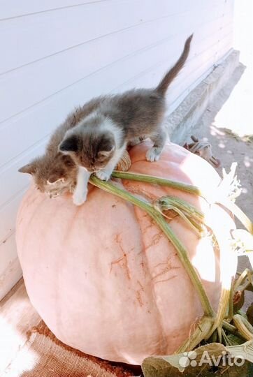 Две деревенские ласковые кошечки