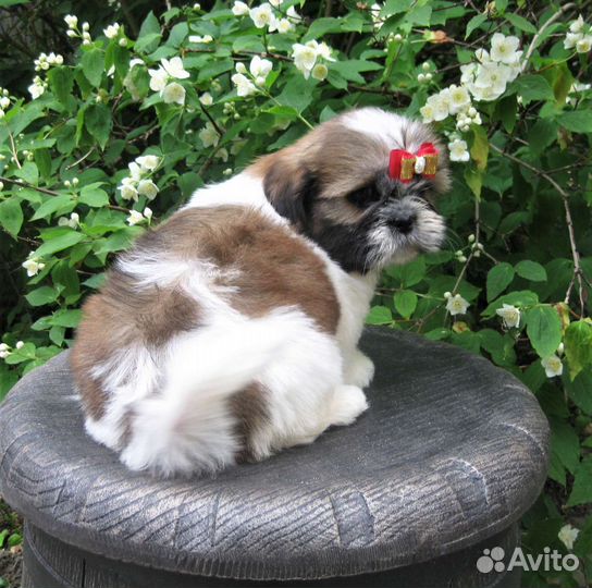 Очаровательных щенков ши-тцу